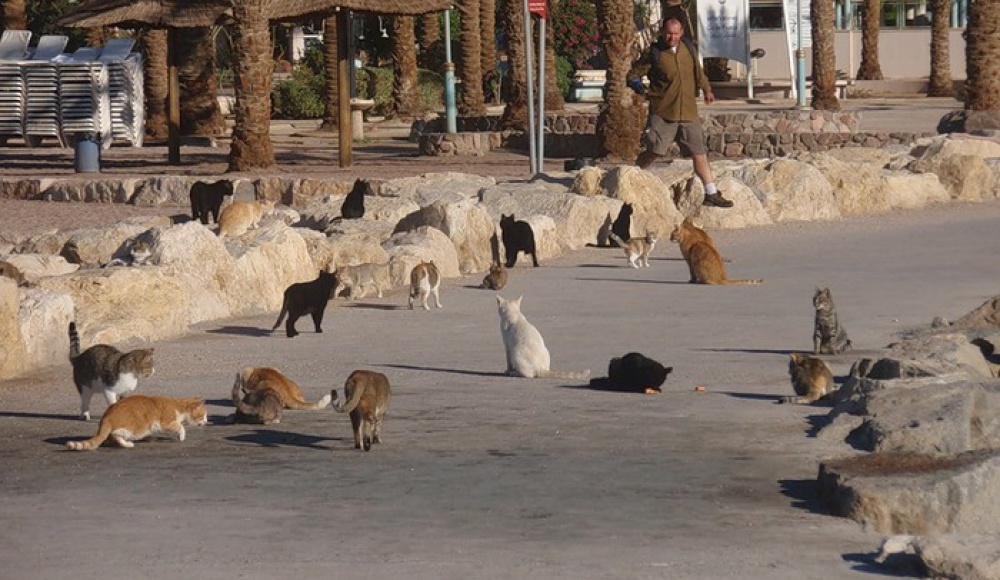 кошки Израиля